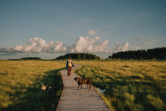 Woman walking with two dogs on wooden boardwalk through wetland nature reserve during outdoor hike