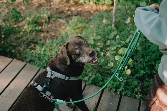 Senior dog wearing harness and leash looking at owner during controlled outdoor walk on wooden boardwalk