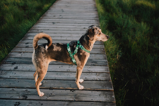 Dog wearing green harness standing on wooden boardwalk during outdoor walk in lush natural surroundings