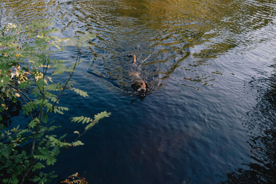 Dog swimming through a natural body of water outdoors, creating ripples while enjoying active recreation in nature.