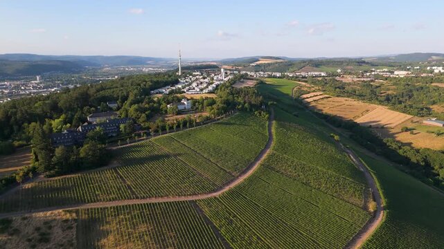 Vineyards, Trier cityscape, Petrisberg district, moselle valley, aerial view, summer landscape rhineland palatinate, Germany