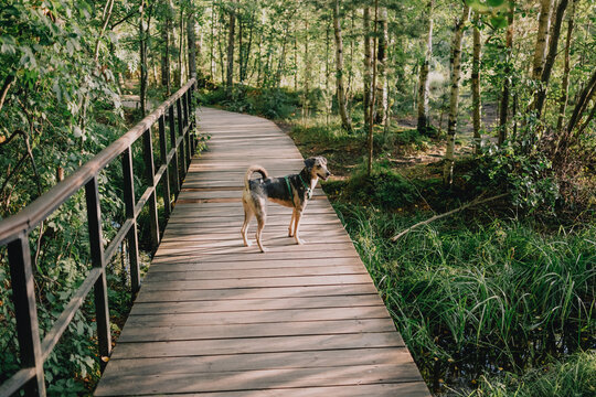 Dog wearing harness standing on wooden boardwalk while exploring a green forest trail outdoors