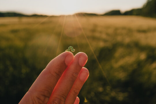 Hand holding tiny green caterpillar against sunlit meadow while observing wildlife during nature exploration
