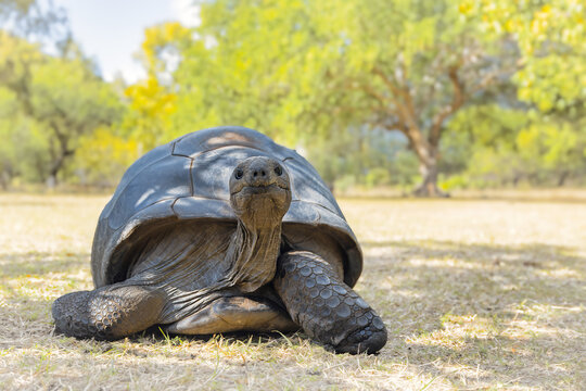 Giant Tortoise Looking at Camera