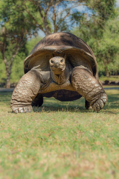 Giant Tortoise Looking at Camera