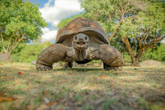 Giant Tortoise Looking at Camera with Funny Expression