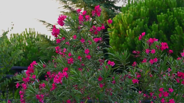 A vibrant pink oleander bush in full bloom sways gently in the breeze against a backdrop of lush green trees.