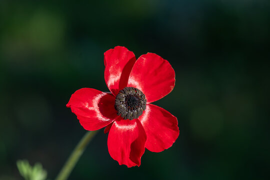 crowned mountain tulip (Anemone coronaria)