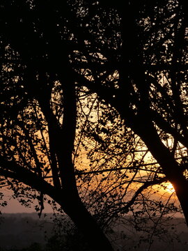 Golden sunset shining through silhouetted trees