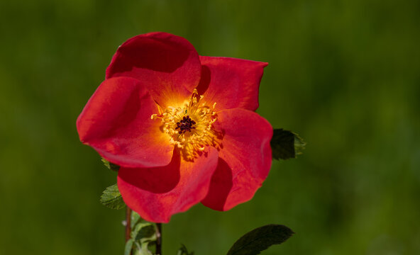Austrian Copper Rose (Rosa foetida 'Bicolor')