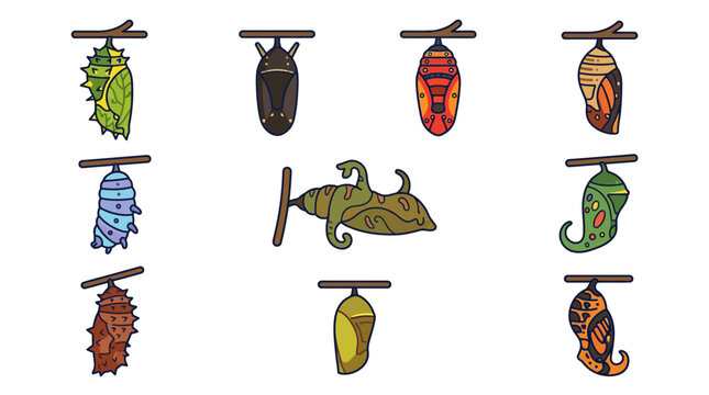 Illustration of butterfly cocoons and chrysalises on branches.