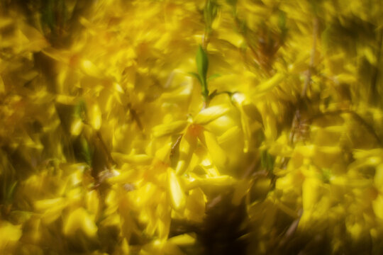 Abstract soft focus bright yellow spring floral background. Glow from custom single glass lens on forsythia blossoms.