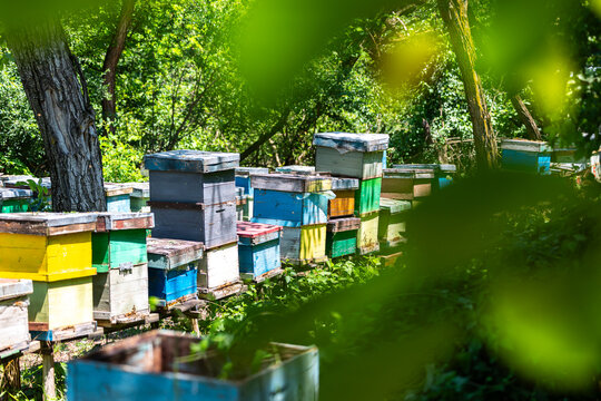 Colorful wooden beehives for honey bees Apis mellifera standing in a lush green forest under bright summer sunlight, representing rural apiculture and natural beekeeping.