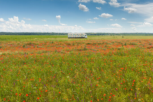 Bright field of blooming wild poppies Papaver rhoeas with a mobile beekeeping apiary truck under a sunny blue sky, evoking peaceful pastoral charm and sustainable honey harvesting in summer.