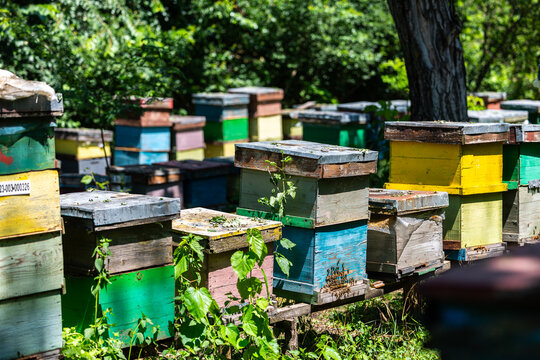 Colorful wooden beehives stand in a lush green apiary bathed in bright natural sunlight, home to industrious Apis mellifera honey bees producing organic raw honey in nature.