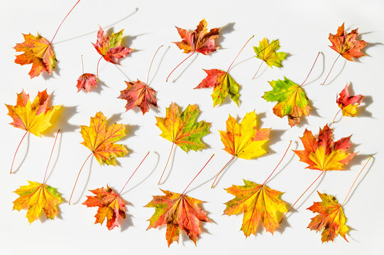Colorful autumn maple leaves arranged on white background with shadows