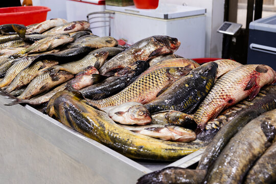 Fresh whole fish piled on a market counter at an oriental bazaar in Bukhara Uzbekistan. Ideal for food industry, travel, or cultural content about Central Asian markets.