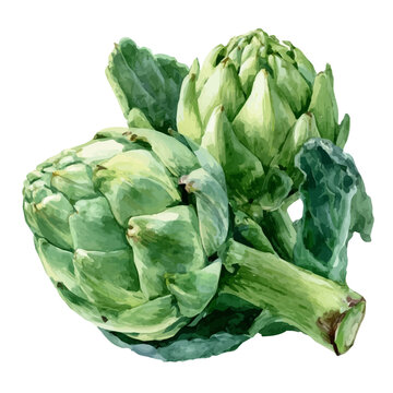 Artichoke, realistic watercolor illustration vector, isolated on a white background.