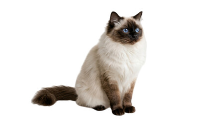 Ragdoll cat with blue eyes sitting isolated on a white background © MR