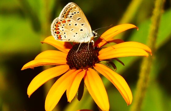 Colorful butterfly and big yellow flower in the meadow, insect , butterfly and flower background