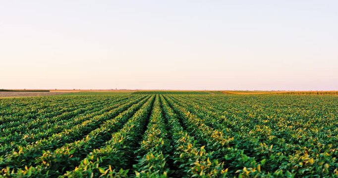 Agricultural soybean field with green plants moving in a gentle breeze at sunset