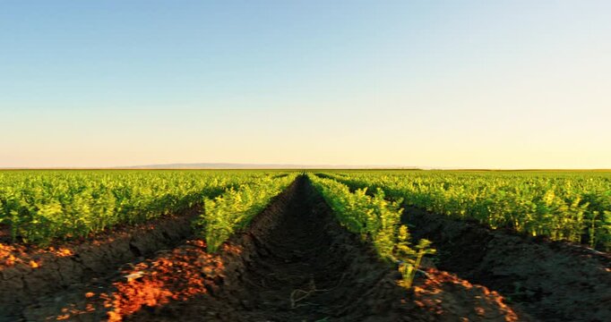 Walking through a large carrot field at sunset with golden light