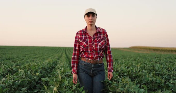 Female farmer walking through a soybean field and inspecting the crop cultivation