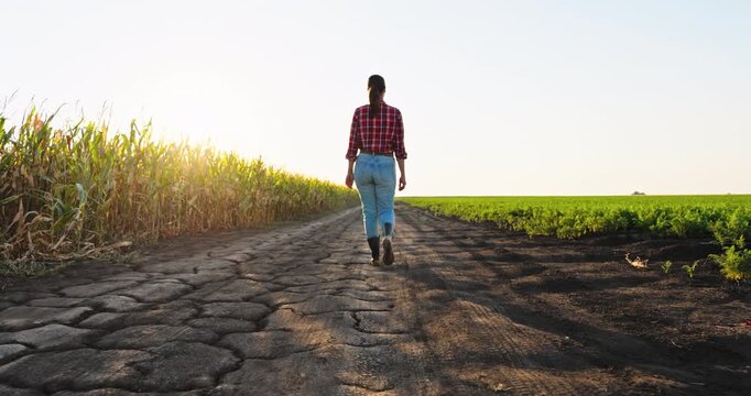 Young woman farmer walking on a rural road between a cornfield and a green plantation at sunset. Agronomist inspecting the harvest quality