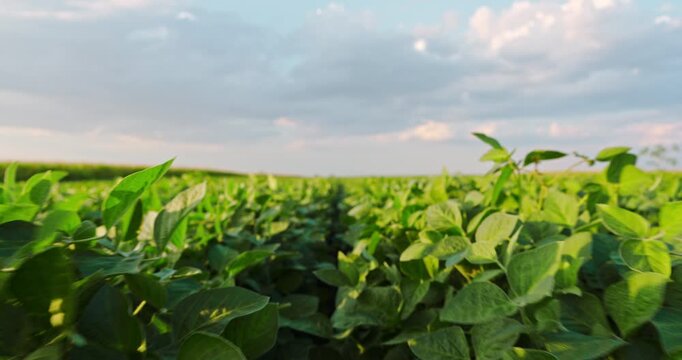 Green soybean agriculture field at sunset