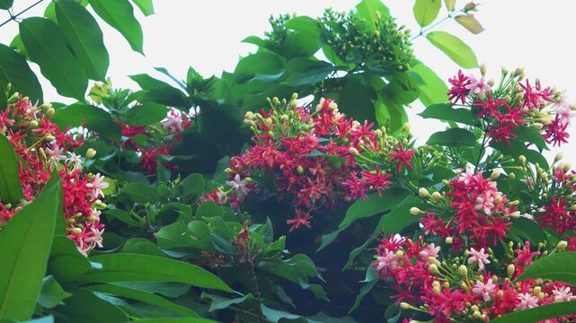 Rangoon Creeper (Combretum indicum, Quisqualis indica) vigorous tropical vine, spectacular floral displays and powerful fragrance blooms in Vietnam green fence/ Flawer and fruiting