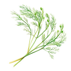 Obraz premium Hand-drawn watercolor artwork of Fennel, vector, isolated on a white background.