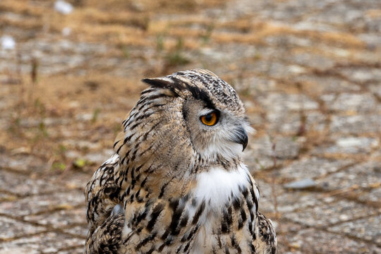 Perched Eagle Owl Portrait With Intense Yellow Eye, Detailed Feathers and Natural Brown Camouflage