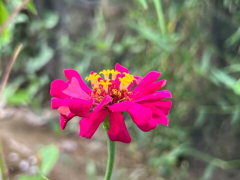 Close up of vibrant pink zinnia flower blooming with yellow stamen star details