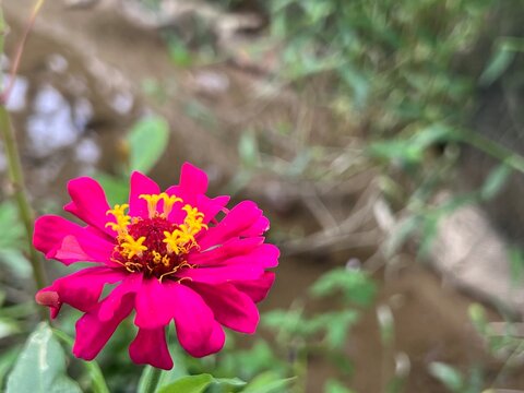 Close up of vibrant pink zinnia flower blooming with yellow stamen star details