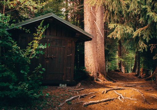 Petit cabanon en bois rustique nich&eacute; dans une for&ecirc;t dense au milieu des arbres et des racines au soleil