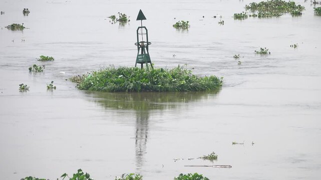 A patch of floating vegetation made of water hyacinth (Eichhornia) and the accompanying macrophytes is drifting along the Mekong River in Vietnam.