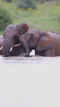 Two African Elephants Play Fighting and Splashing Water in River