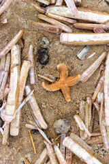 Orange common starfish, Asterias rubens, among razor clam shells on  North Sea beach.   © Dina