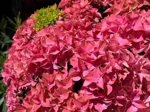 Hydrangea macrophylla hot pink flowers