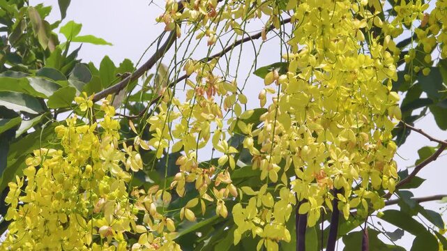 Cassia fistula tree luxurious golden blossoms, golden rain. Vietnam
