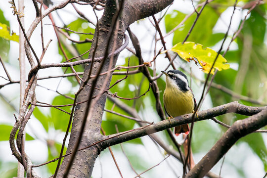 A Red-tailed Minla on a twig in Laos, Asia.