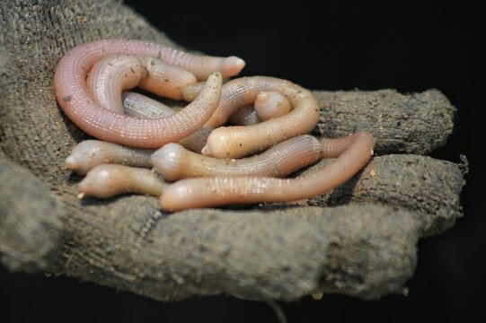 The sand worm is a type of marine worm that lives in sandy coastal areas