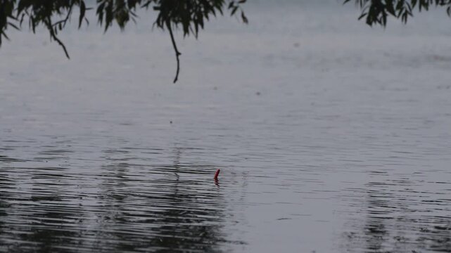fishing rod float and reflection of a tree in the water