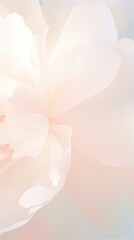 Fototapeta premium Blurred gradient Peony peony blossom flower.