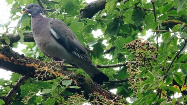Pigeon in elderberry tree bright sunlight