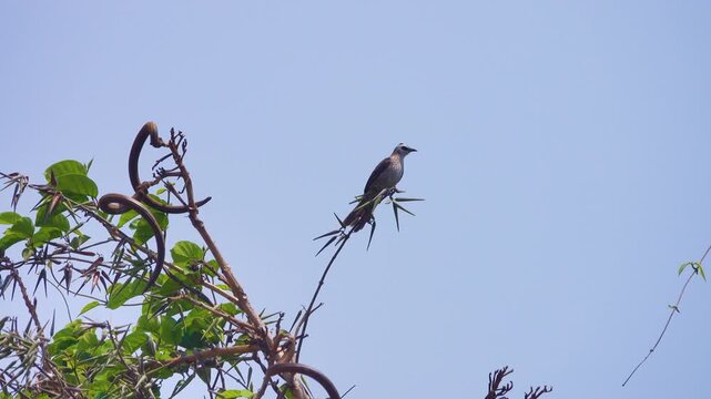 A bulbul bird pycnonotus on a branch. Vietnam