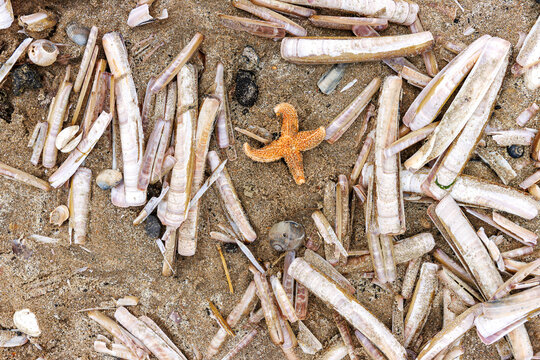 Orange common starfish, Asterias rubens, among razor clam shells on  North Sea beach.