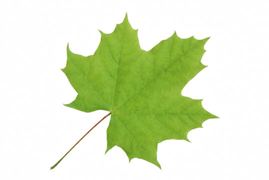 Lush Green Maple Leaf Displaying Intricate Vein Structure