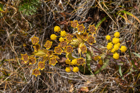Bupleurum aureum ssp. porfirii in fruiting phase, Tuva, Russia. Golden hare's ear medicinal plant ripening capsules near Kindiktig-Khol lake
