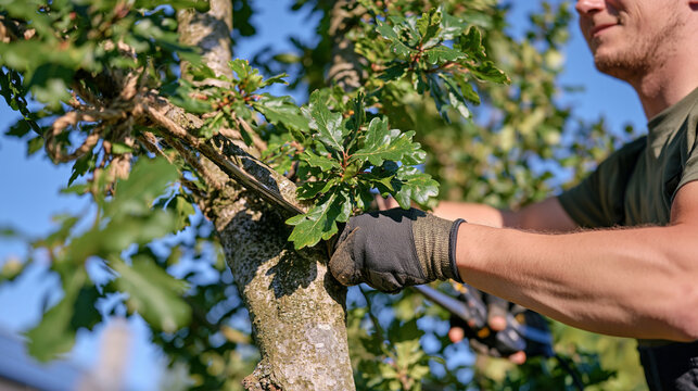A tree surgeon's gloved hands grip a pruning saw among misty canopy branches at dawn, the close up detail capturing bark texture and the biodegradable rope marking system tied around the limb as par